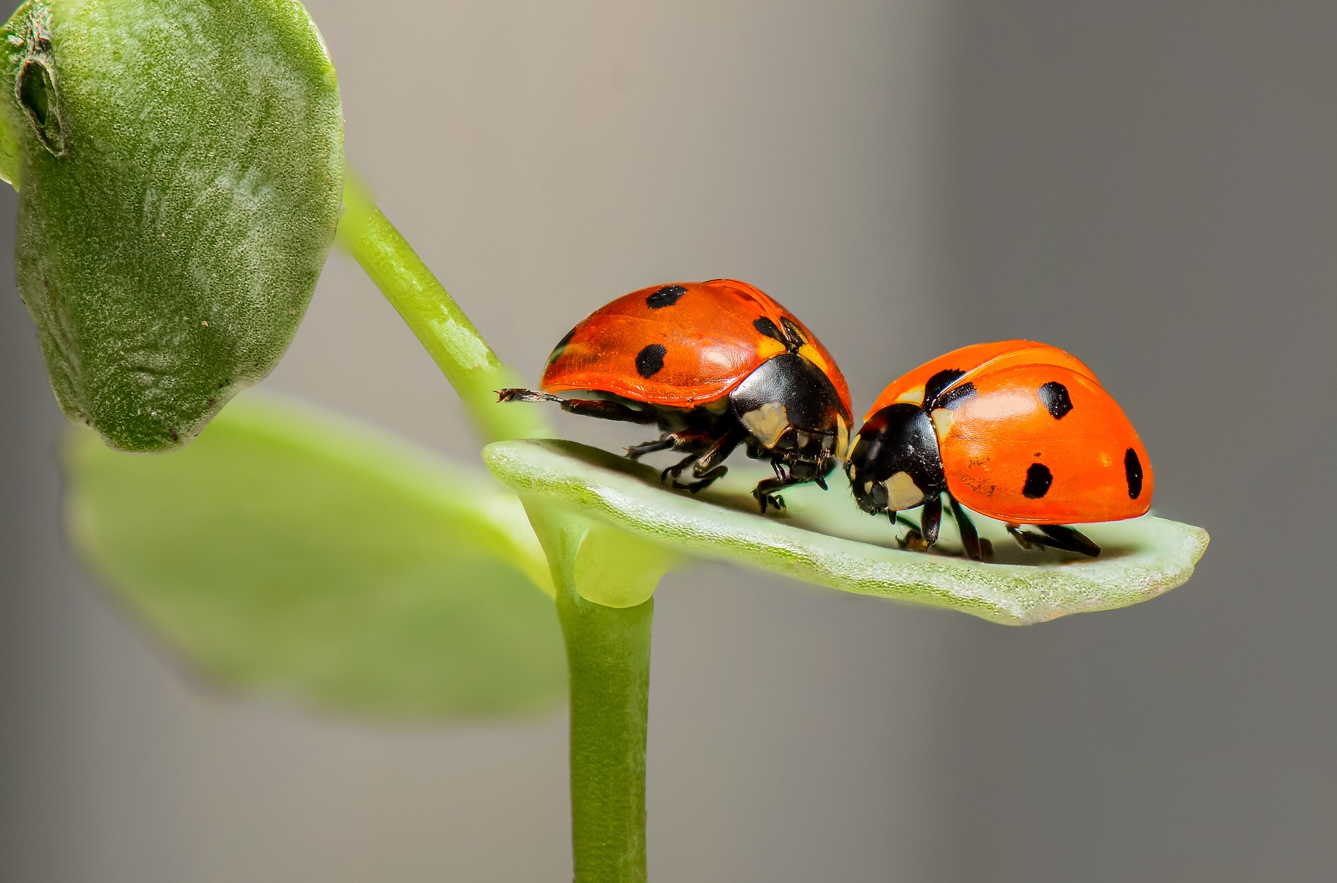3 ladybugs-1593406_1920